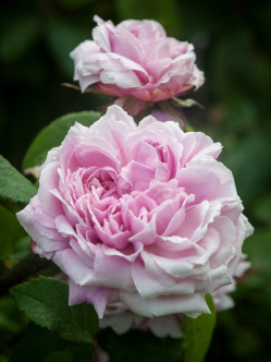 JACQUES CARTIER róże historyczne 2