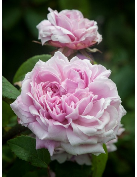 JACQUES CARTIER historyczne róże