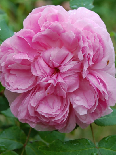 róże historyczne JACQUES CARTIER