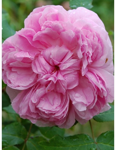 róże historyczne JACQUES CARTIER