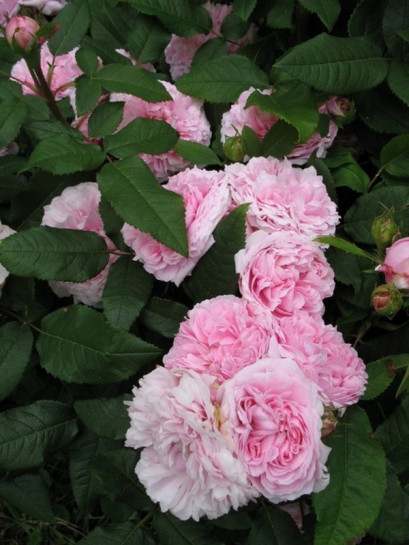 historyczne róże JACQUES CARTIER