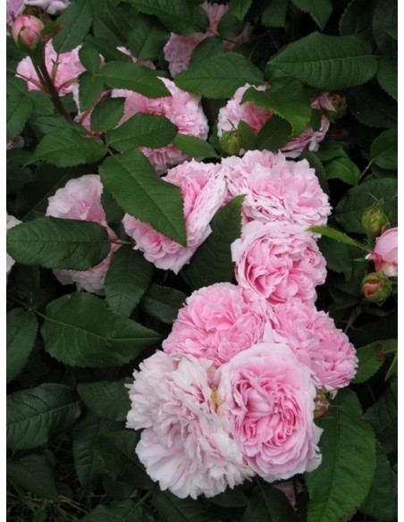 historyczne róże JACQUES CARTIER