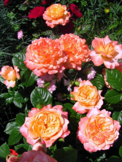 Samaritan herbaciane róże wielkokwiatowe