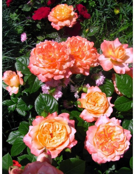 Samaritan herbaciane róże wielkokwiatowe