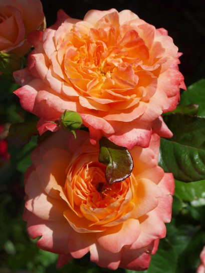 Samaritan róże wielkokwiatowe