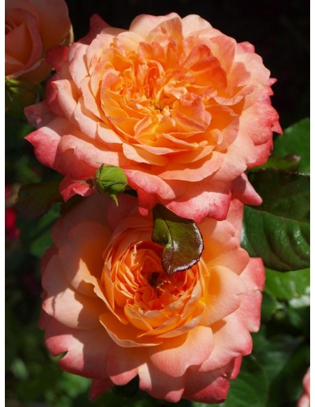 Samaritan róże wielkokwiatowe