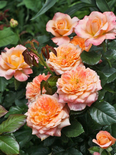 Samaritan wielkokwiatowe róże