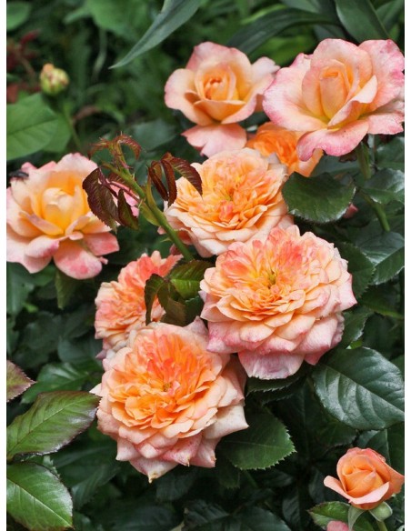 Samaritan wielkokwiatowe róże