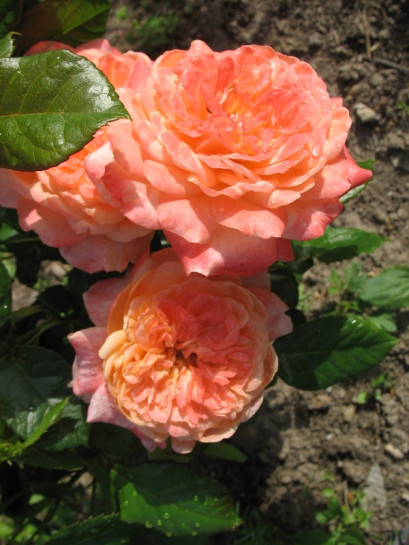 wielkokwiatowe róże Samaritan