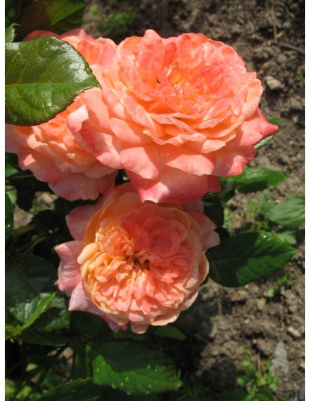 wielkokwiatowe róże Samaritan