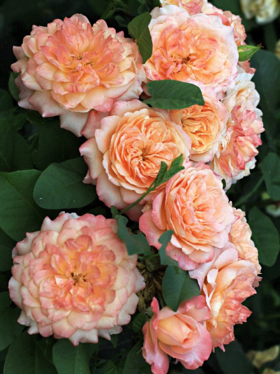 róże wielkokwiatowe Samaritan