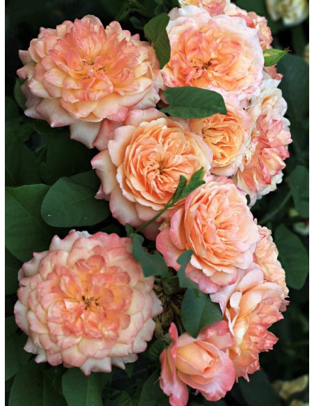 róże wielkokwiatowe Samaritan