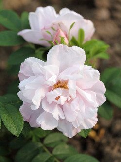 SNOW PAVEMENT róże dzikie