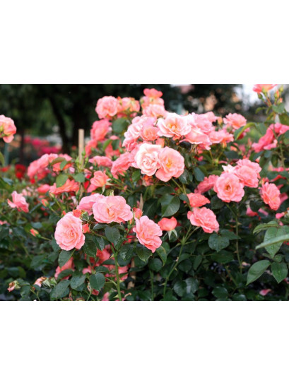 pienna roza koralowa