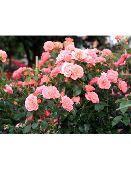 pienna roza koralowa