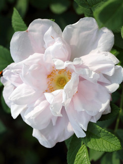 SNOW PAVEMENT róże dzikie 2