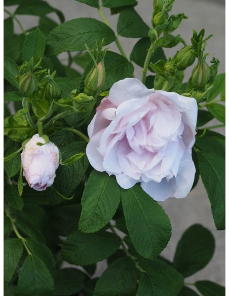 róże dzikie Snow Pavement - Szkólka róż Rozaria