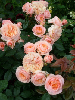 Sourire du Havre wielkokwiatowe róże pachnące 2