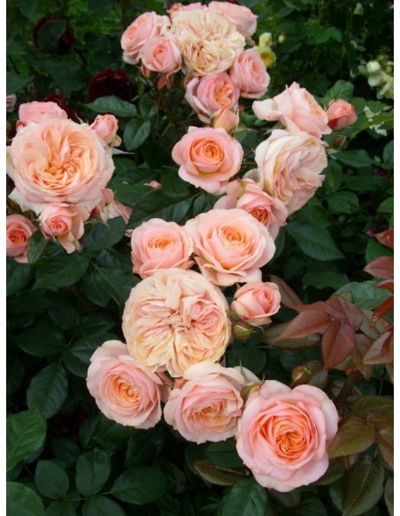 Sourire du Havre róże wielkokwiatowe