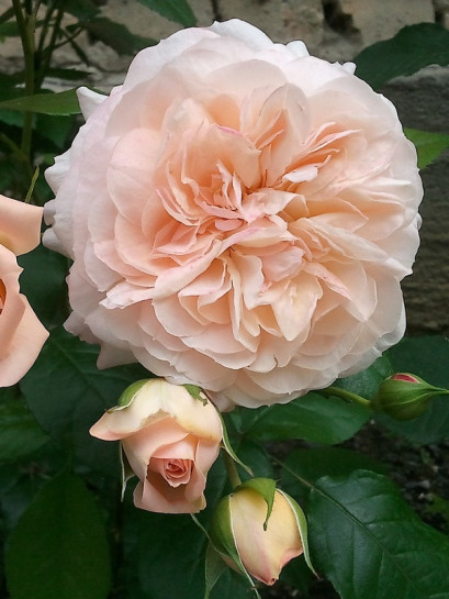 róże wielkokwiatowe Sourire du Havre