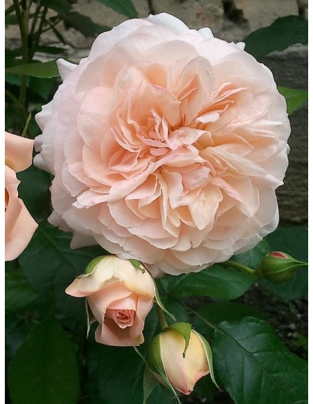 róże wielkokwiatowe Sourire du Havre