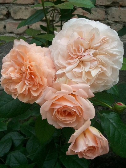 wielkokwiatowe róże Sourire du Havre