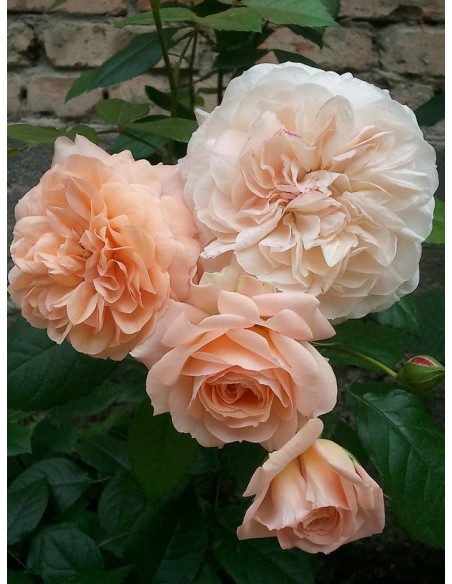 wielkokwiatowe róże Sourire du Havre