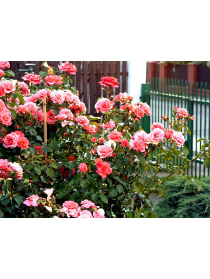 pienne roze koralowe