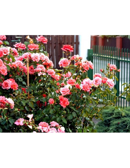 pienne roze koralowe