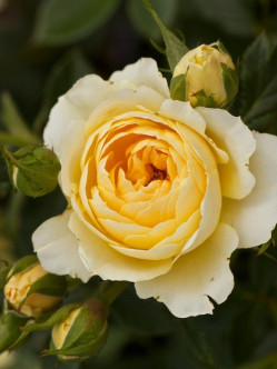 sweet memories róże miniaturowe