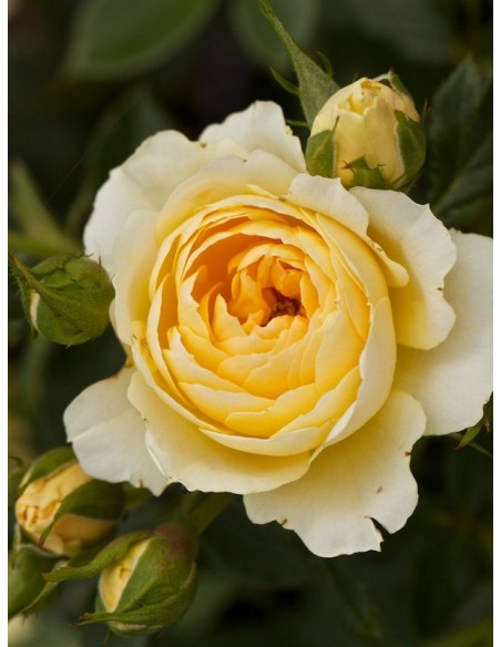 sweet memories róże miniaturowe