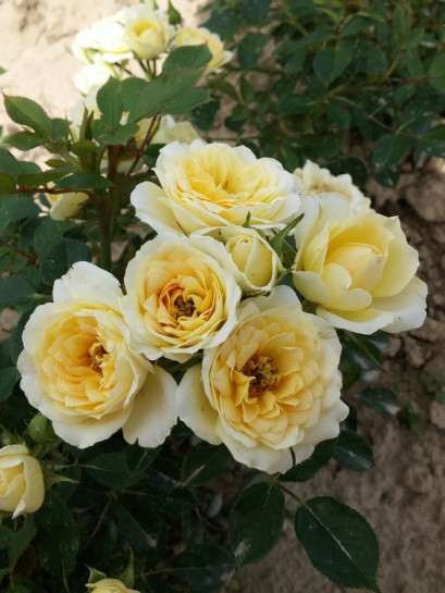 sweet memories miniaturowe róże