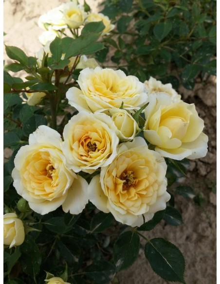 sweet memories miniaturowe róże