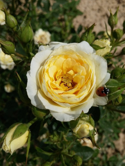 róże miniaturowe sweet memories