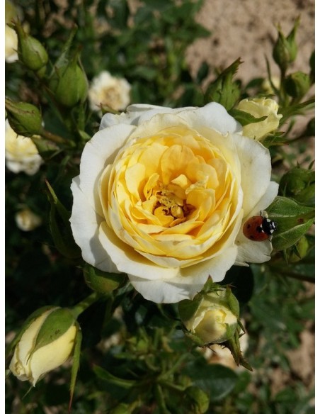 róże miniaturowe sweet memories