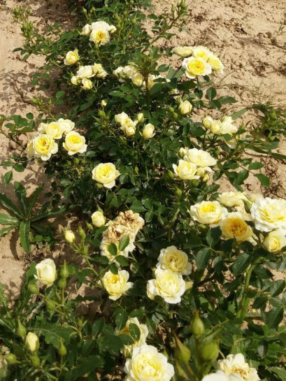 miniaturowe róże sweet memories