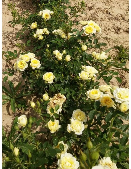 miniaturowe róże sweet memories