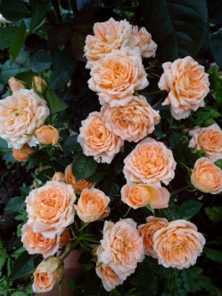 SWEET DREAM róża miniaturowa 2