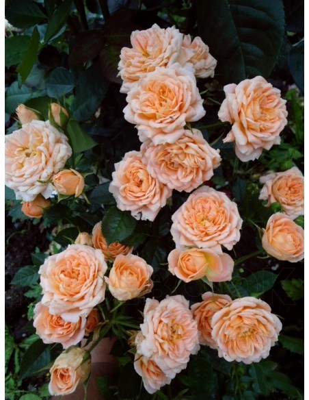 Sweet Dream róże miniaturowe