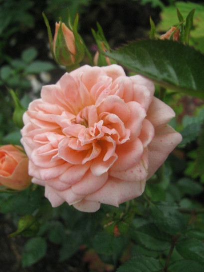 róże miniaturowe Sweet Dream