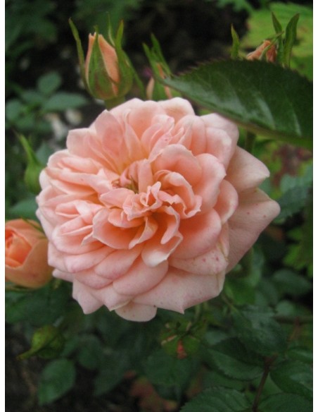 róże miniaturowe Sweet Dream