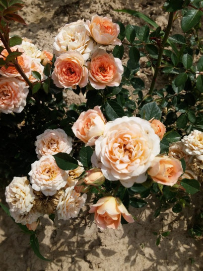 miniaturowe róże Sweet Dream