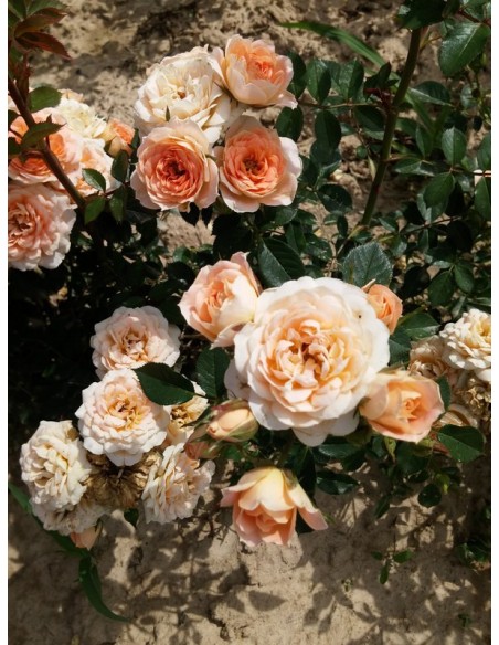 miniaturowe róże Sweet Dream