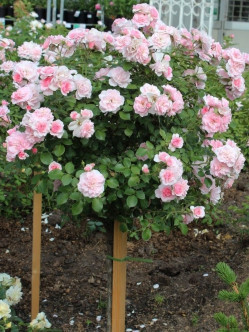 roza pienna Bonica 82