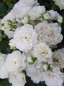 white fairy odmiana okrywowa róż w szkółce 2