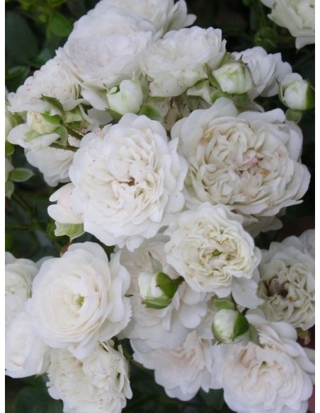 White Fairy róże miniaturowe