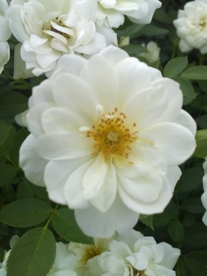 róże miniaturowe White Fairy