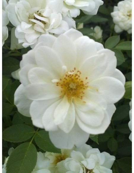 róże miniaturowe White Fairy