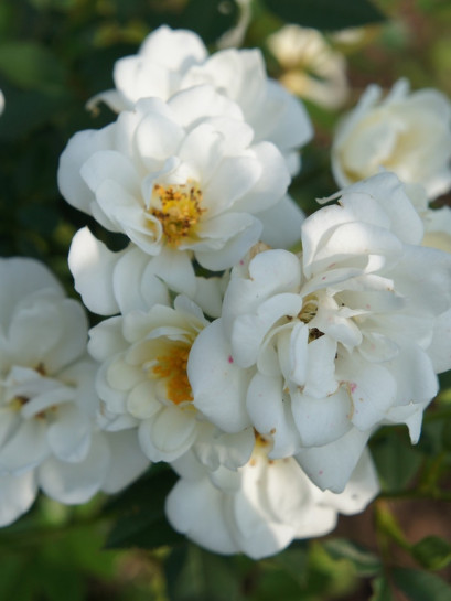 miniaturowe róże White Fairy