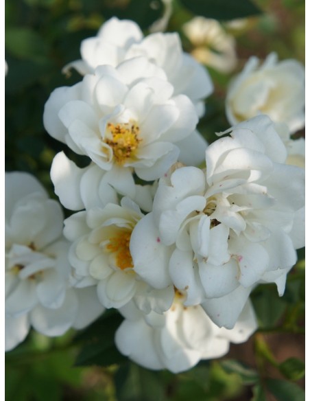 miniaturowe róże White Fairy